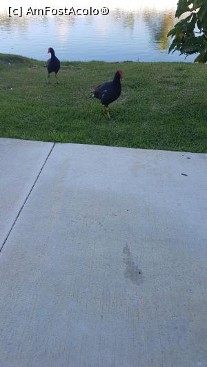 [P35]  -- <small>// FĂRĂ DESCRIERE</small> » foto by robert
 - 
<span class="allrVoted glyphicon glyphicon-heart hidden" id="av946368"></span>
<a class="m-l-10 hidden" id="sv946368" onclick="voting_Foto_DelVot(,946368,9056)" role="button">șterge vot <span class="glyphicon glyphicon-remove"></span></a>
<a id="v9946368" class=" c-red"  onclick="voting_Foto_SetVot(946368)" role="button"><span class="glyphicon glyphicon-heart-empty"></span> <b>LIKE</b> = Votează poza</a> <img class="hidden"  id="f946368W9" src="/imagini/loader.gif" border="0" /><span class="AjErrMes hidden" id="e946368ErM"></span>