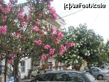 [P12] Florile de leandru rosu si alb al vilelor din vecini » foto by dorgo
 - 
<span class="allrVoted glyphicon glyphicon-heart hidden" id="av214346"></span>
<a class="m-l-10 hidden" id="sv214346" onclick="voting_Foto_DelVot(,214346,9219)" role="button">șterge vot <span class="glyphicon glyphicon-remove"></span></a>
<a id="v9214346" class=" c-red"  onclick="voting_Foto_SetVot(214346)" role="button"><span class="glyphicon glyphicon-heart-empty"></span> <b>LIKE</b> = Votează poza</a> <img class="hidden"  id="f214346W9" src="/imagini/loader.gif" border="0" /><span class="AjErrMes hidden" id="e214346ErM"></span>