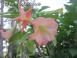 [P24] Clopoteii ingerilor » foto by bica adriana
 - 
<span class="allrVoted glyphicon glyphicon-heart hidden" id="av862648"></span>
<a class="m-l-10 hidden" id="sv862648" onclick="voting_Foto_DelVot(,862648,9244)" role="button">șterge vot <span class="glyphicon glyphicon-remove"></span></a>
<a id="v9862648" class=" c-red"  onclick="voting_Foto_SetVot(862648)" role="button"><span class="glyphicon glyphicon-heart-empty"></span> <b>LIKE</b> = Votează poza</a> <img class="hidden"  id="f862648W9" src="/imagini/loader.gif" border="0" /><span class="AjErrMes hidden" id="e862648ErM"></span>