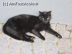 [P41] Alta pisicuta » foto by bica adriana
 - 
<span class="allrVoted glyphicon glyphicon-heart hidden" id="av862689"></span>
<a class="m-l-10 hidden" id="sv862689" onclick="voting_Foto_DelVot(,862689,9244)" role="button">șterge vot <span class="glyphicon glyphicon-remove"></span></a>
<a id="v9862689" class=" c-red"  onclick="voting_Foto_SetVot(862689)" role="button"><span class="glyphicon glyphicon-heart-empty"></span> <b>LIKE</b> = Votează poza</a> <img class="hidden"  id="f862689W9" src="/imagini/loader.gif" border="0" /><span class="AjErrMes hidden" id="e862689ErM"></span>