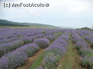 [P33] Motiv de popas, prilej de poze &icirc;n miresmele minunate ale c&acirc;mpului » foto by Kavarnap
 - 
<span class="allrVoted glyphicon glyphicon-heart hidden" id="av1238439"></span>
<a class="m-l-10 hidden" id="sv1238439" onclick="voting_Foto_DelVot(,1238439,9284)" role="button">șterge vot <span class="glyphicon glyphicon-remove"></span></a>
<a id="v91238439" class=" c-red"  onclick="voting_Foto_SetVot(1238439)" role="button"><span class="glyphicon glyphicon-heart-empty"></span> <b>LIKE</b> = Votează poza</a> <img class="hidden"  id="f1238439W9" src="/imagini/loader.gif" border="0" /><span class="AjErrMes hidden" id="e1238439ErM"></span>