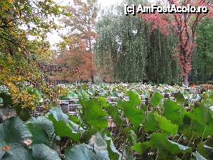 [P13] parcul cu nuferi » foto by bullterier
 - 
<span class="allrVoted glyphicon glyphicon-heart hidden" id="av477889"></span>
<a class="m-l-10 hidden" id="sv477889" onclick="voting_Foto_DelVot(,477889,9317)" role="button">șterge vot <span class="glyphicon glyphicon-remove"></span></a>
<a id="v9477889" class=" c-red"  onclick="voting_Foto_SetVot(477889)" role="button"><span class="glyphicon glyphicon-heart-empty"></span> <b>LIKE</b> = Votează poza</a> <img class="hidden"  id="f477889W9" src="/imagini/loader.gif" border="0" /><span class="AjErrMes hidden" id="e477889ErM"></span>