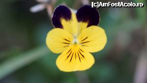 [P27]  -- <small>// FĂRĂ DESCRIERE</small> » foto by Utube
 - 
<span class="allrVoted glyphicon glyphicon-heart hidden" id="av350235"></span>
<a class="m-l-10 hidden" id="sv350235" onclick="voting_Foto_DelVot(,350235,9483)" role="button">șterge vot <span class="glyphicon glyphicon-remove"></span></a>
<a id="v9350235" class=" c-red"  onclick="voting_Foto_SetVot(350235)" role="button"><span class="glyphicon glyphicon-heart-empty"></span> <b>LIKE</b> = Votează poza</a> <img class="hidden"  id="f350235W9" src="/imagini/loader.gif" border="0" /><span class="AjErrMes hidden" id="e350235ErM"></span>