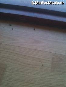 [P04]  -- <small>// FĂRĂ DESCRIERE</small> » foto by simonatoni
 - 
<span class="allrVoted glyphicon glyphicon-heart hidden" id="av229693"></span>
<a class="m-l-10 hidden" id="sv229693" onclick="voting_Foto_DelVot(,229693,9528)" role="button">șterge vot <span class="glyphicon glyphicon-remove"></span></a>
<a id="v9229693" class=" c-red"  onclick="voting_Foto_SetVot(229693)" role="button"><span class="glyphicon glyphicon-heart-empty"></span> <b>LIKE</b> = Votează poza</a> <img class="hidden"  id="f229693W9" src="/imagini/loader.gif" border="0" /><span class="AjErrMes hidden" id="e229693ErM"></span>