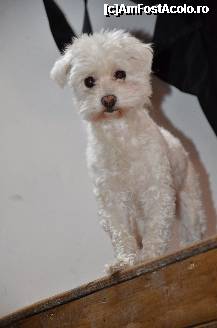 [P23] Se accepta animale de companie » foto by elenahelen
 - 
<span class="allrVoted glyphicon glyphicon-heart hidden" id="av310497"></span>
<a class="m-l-10 hidden" id="sv310497" onclick="voting_Foto_DelVot(,310497,9592)" role="button">șterge vot <span class="glyphicon glyphicon-remove"></span></a>
<a id="v9310497" class=" c-red"  onclick="voting_Foto_SetVot(310497)" role="button"><span class="glyphicon glyphicon-heart-empty"></span> <b>LIKE</b> = Votează poza</a> <img class="hidden"  id="f310497W9" src="/imagini/loader.gif" border="0" /><span class="AjErrMes hidden" id="e310497ErM"></span>