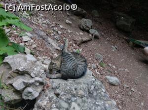 [P17] Pisica de la Urlătoarea » foto by Mioritik
 - 
<span class="allrVoted glyphicon glyphicon-heart hidden" id="av1234300"></span>
<a class="m-l-10 hidden" id="sv1234300" onclick="voting_Foto_DelVot(,1234300,9594)" role="button">șterge vot <span class="glyphicon glyphicon-remove"></span></a>
<a id="v91234300" class=" c-red"  onclick="voting_Foto_SetVot(1234300)" role="button"><span class="glyphicon glyphicon-heart-empty"></span> <b>LIKE</b> = Votează poza</a> <img class="hidden"  id="f1234300W9" src="/imagini/loader.gif" border="0" /><span class="AjErrMes hidden" id="e1234300ErM"></span>