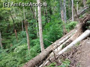 [P20] Spre Cascada Urlătoatea » foto by Mioritik
 - 
<span class="allrVoted glyphicon glyphicon-heart hidden" id="av1234303"></span>
<a class="m-l-10 hidden" id="sv1234303" onclick="voting_Foto_DelVot(,1234303,9594)" role="button">șterge vot <span class="glyphicon glyphicon-remove"></span></a>
<a id="v91234303" class=" c-red"  onclick="voting_Foto_SetVot(1234303)" role="button"><span class="glyphicon glyphicon-heart-empty"></span> <b>LIKE</b> = Votează poza</a> <img class="hidden"  id="f1234303W9" src="/imagini/loader.gif" border="0" /><span class="AjErrMes hidden" id="e1234303ErM"></span>