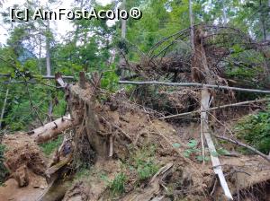 [P04] Prăpușiri pe drumul spre Cascada Urlătoatea » foto by Mioritik
 - 
<span class="allrVoted glyphicon glyphicon-heart hidden" id="av1234287"></span>
<a class="m-l-10 hidden" id="sv1234287" onclick="voting_Foto_DelVot(,1234287,9594)" role="button">șterge vot <span class="glyphicon glyphicon-remove"></span></a>
<a id="v91234287" class=" c-red"  onclick="voting_Foto_SetVot(1234287)" role="button"><span class="glyphicon glyphicon-heart-empty"></span> <b>LIKE</b> = Votează poza</a> <img class="hidden"  id="f1234287W9" src="/imagini/loader.gif" border="0" /><span class="AjErrMes hidden" id="e1234287ErM"></span>