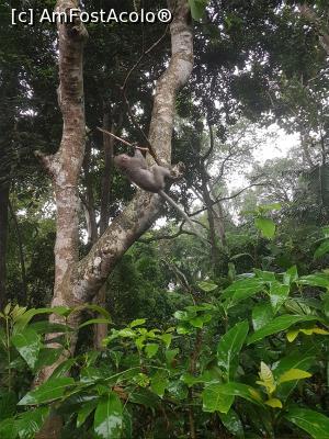 [P05] Monkey Forest » foto by r-Uca
 - 
<span class="allrVoted glyphicon glyphicon-heart hidden" id="av1059104"></span>
<a class="m-l-10 hidden" id="sv1059104" onclick="voting_Foto_DelVot(,1059104,9617)" role="button">șterge vot <span class="glyphicon glyphicon-remove"></span></a>
<a id="v91059104" class=" c-red"  onclick="voting_Foto_SetVot(1059104)" role="button"><span class="glyphicon glyphicon-heart-empty"></span> <b>LIKE</b> = Votează poza</a> <img class="hidden"  id="f1059104W9" src="/imagini/loader.gif" border="0" /><span class="AjErrMes hidden" id="e1059104ErM"></span>