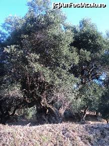 [P16] Maslini in fata hotelului » foto by flori_floricika
 - 
<span class="allrVoted glyphicon glyphicon-heart hidden" id="av234190"></span>
<a class="m-l-10 hidden" id="sv234190" onclick="voting_Foto_DelVot(,234190,9636)" role="button">șterge vot <span class="glyphicon glyphicon-remove"></span></a>
<a id="v9234190" class=" c-red"  onclick="voting_Foto_SetVot(234190)" role="button"><span class="glyphicon glyphicon-heart-empty"></span> <b>LIKE</b> = Votează poza</a> <img class="hidden"  id="f234190W9" src="/imagini/loader.gif" border="0" /><span class="AjErrMes hidden" id="e234190ErM"></span>