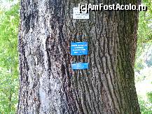 [P09] Stejar secular - monument al naturii ocrotit prin lege » foto by mario 110
 - 
<span class="allrVoted glyphicon glyphicon-heart hidden" id="av47297"></span>
<a class="m-l-10 hidden" id="sv47297" onclick="voting_Foto_DelVot(,47297,9645)" role="button">șterge vot <span class="glyphicon glyphicon-remove"></span></a>
<a id="v947297" class=" c-red"  onclick="voting_Foto_SetVot(47297)" role="button"><span class="glyphicon glyphicon-heart-empty"></span> <b>LIKE</b> = Votează poza</a> <img class="hidden"  id="f47297W9" src="/imagini/loader.gif" border="0" /><span class="AjErrMes hidden" id="e47297ErM"></span>