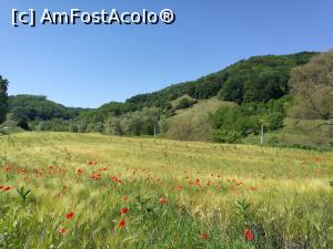 [P01] Lan de grâu cu maci între Copșa Mică și Valea Viilor » foto by crismis
 - 
<span class="allrVoted glyphicon glyphicon-heart hidden" id="av976133"></span>
<a class="m-l-10 hidden" id="sv976133" onclick="voting_Foto_DelVot(,976133,9653)" role="button">șterge vot <span class="glyphicon glyphicon-remove"></span></a>
<a id="v9976133" class=" c-red"  onclick="voting_Foto_SetVot(976133)" role="button"><span class="glyphicon glyphicon-heart-empty"></span> <b>LIKE</b> = Votează poza</a> <img class="hidden"  id="f976133W9" src="/imagini/loader.gif" border="0" /><span class="AjErrMes hidden" id="e976133ErM"></span>