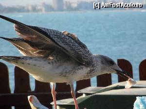 [P29]  -- <small>// FĂRĂ DESCRIERE</small> » foto by Luci_Adriana
 - 
<span class="allrVoted glyphicon glyphicon-heart hidden" id="av356884"></span>
<a class="m-l-10 hidden" id="sv356884" onclick="voting_Foto_DelVot(,356884,9754)" role="button">șterge vot <span class="glyphicon glyphicon-remove"></span></a>
<a id="v9356884" class=" c-red"  onclick="voting_Foto_SetVot(356884)" role="button"><span class="glyphicon glyphicon-heart-empty"></span> <b>LIKE</b> = Votează poza</a> <img class="hidden"  id="f356884W9" src="/imagini/loader.gif" border="0" /><span class="AjErrMes hidden" id="e356884ErM"></span>