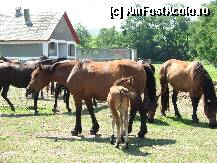 [P18] Tarcul cu iepe si manzi » foto by Rusalka
 - 
<span class="allrVoted glyphicon glyphicon-heart hidden" id="av239722"></span>
<a class="m-l-10 hidden" id="sv239722" onclick="voting_Foto_DelVot(,239722,9771)" role="button">șterge vot <span class="glyphicon glyphicon-remove"></span></a>
<a id="v9239722" class=" c-red"  onclick="voting_Foto_SetVot(239722)" role="button"><span class="glyphicon glyphicon-heart-empty"></span> <b>LIKE</b> = Votează poza</a> <img class="hidden"  id="f239722W9" src="/imagini/loader.gif" border="0" /><span class="AjErrMes hidden" id="e239722ErM"></span>