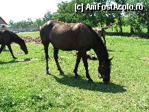 [P09] Tarcul cu iepe si manzi » foto by Rusalka
 - 
<span class="allrVoted glyphicon glyphicon-heart hidden" id="av239708"></span>
<a class="m-l-10 hidden" id="sv239708" onclick="voting_Foto_DelVot(,239708,9771)" role="button">șterge vot <span class="glyphicon glyphicon-remove"></span></a>
<a id="v9239708" class=" c-red"  onclick="voting_Foto_SetVot(239708)" role="button"><span class="glyphicon glyphicon-heart-empty"></span> <b>LIKE</b> = Votează poza</a> <img class="hidden"  id="f239708W9" src="/imagini/loader.gif" border="0" /><span class="AjErrMes hidden" id="e239708ErM"></span>
