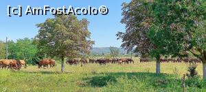 [P10] Cai la păscut. » foto by tata123 🔱
 - 
<span class="allrVoted glyphicon glyphicon-heart hidden" id="av1387420"></span>
<a class="m-l-10 hidden" id="sv1387420" onclick="voting_Foto_DelVot(,1387420,9771)" role="button">șterge vot <span class="glyphicon glyphicon-remove"></span></a>
<a id="v91387420" class=" c-red"  onclick="voting_Foto_SetVot(1387420)" role="button"><span class="glyphicon glyphicon-heart-empty"></span> <b>LIKE</b> = Votează poza</a> <img class="hidden"  id="f1387420W9" src="/imagini/loader.gif" border="0" /><span class="AjErrMes hidden" id="e1387420ErM"></span>