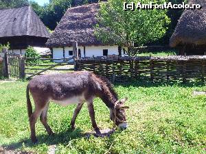 [P12] Muzeul satului - nu purtati rochii inflorate! Magarusii le adora si nu se dau dusi nici daca ii pocniti repetat cu poseta in cap!  » foto by dp2
 - 
<span class="allrVoted glyphicon glyphicon-heart hidden" id="av536863"></span>
<a class="m-l-10 hidden" id="sv536863" onclick="voting_Foto_DelVot(,536863,9788)" role="button">șterge vot <span class="glyphicon glyphicon-remove"></span></a>
<a id="v9536863" class=" c-red"  onclick="voting_Foto_SetVot(536863)" role="button"><span class="glyphicon glyphicon-heart-empty"></span> <b>LIKE</b> = Votează poza</a> <img class="hidden"  id="f536863W9" src="/imagini/loader.gif" border="0" /><span class="AjErrMes hidden" id="e536863ErM"></span>