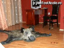 [P01] camera si porcul mistret » foto by krisstinna
 - 
<span class="allrVoted glyphicon glyphicon-heart hidden" id="av268185"></span>
<a class="m-l-10 hidden" id="sv268185" onclick="voting_Foto_DelVot(,268185,9799)" role="button">șterge vot <span class="glyphicon glyphicon-remove"></span></a>
<a id="v9268185" class=" c-red"  onclick="voting_Foto_SetVot(268185)" role="button"><span class="glyphicon glyphicon-heart-empty"></span> <b>LIKE</b> = Votează poza</a> <img class="hidden"  id="f268185W9" src="/imagini/loader.gif" border="0" /><span class="AjErrMes hidden" id="e268185ErM"></span>