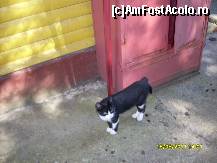 [P06] CEA MAI SIMPATICA GAZDA DE LA TREI APE » foto by clauyce77
 - 
<span class="allrVoted glyphicon glyphicon-heart hidden" id="av241004"></span>
<a class="m-l-10 hidden" id="sv241004" onclick="voting_Foto_DelVot(,241004,9809)" role="button">șterge vot <span class="glyphicon glyphicon-remove"></span></a>
<a id="v9241004" class=" c-red"  onclick="voting_Foto_SetVot(241004)" role="button"><span class="glyphicon glyphicon-heart-empty"></span> <b>LIKE</b> = Votează poza</a> <img class="hidden"  id="f241004W9" src="/imagini/loader.gif" border="0" /><span class="AjErrMes hidden" id="e241004ErM"></span>