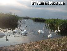 [P03] lebedele de pe lacul dintre Venu si Saturn..superbe si adora biscuitii » foto by robertariana
 - 
<span class="allrVoted glyphicon glyphicon-heart hidden" id="av241503"></span>
<a class="m-l-10 hidden" id="sv241503" onclick="voting_Foto_DelVot(,241503,9820)" role="button">șterge vot <span class="glyphicon glyphicon-remove"></span></a>
<a id="v9241503" class=" c-red"  onclick="voting_Foto_SetVot(241503)" role="button"><span class="glyphicon glyphicon-heart-empty"></span> <b>LIKE</b> = Votează poza</a> <img class="hidden"  id="f241503W9" src="/imagini/loader.gif" border="0" /><span class="AjErrMes hidden" id="e241503ErM"></span>