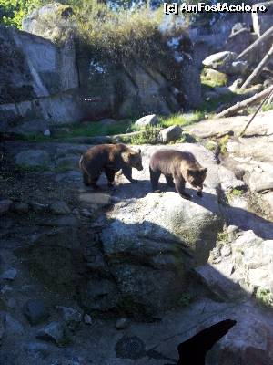 [P21] Ursuleti in Skansen » foto by trigri
 - 
<span class="allrVoted glyphicon glyphicon-heart hidden" id="av663114"></span>
<a class="m-l-10 hidden" id="sv663114" onclick="voting_Foto_DelVot(,663114,9962)" role="button">șterge vot <span class="glyphicon glyphicon-remove"></span></a>
<a id="v9663114" class=" c-red"  onclick="voting_Foto_SetVot(663114)" role="button"><span class="glyphicon glyphicon-heart-empty"></span> <b>LIKE</b> = Votează poza</a> <img class="hidden"  id="f663114W9" src="/imagini/loader.gif" border="0" /><span class="AjErrMes hidden" id="e663114ErM"></span>