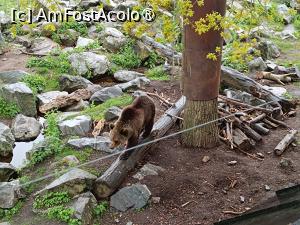 [P12] Stockholm, Skansen, Zona animalelor nordice – pădurea sălbatică » foto by mprofeanu
 - 
<span class="allrVoted glyphicon glyphicon-heart hidden" id="av1516485"></span>
<a class="m-l-10 hidden" id="sv1516485" onclick="voting_Foto_DelVot(,1516485,9962)" role="button">șterge vot <span class="glyphicon glyphicon-remove"></span></a>
<a id="v91516485" class=" c-red"  onclick="voting_Foto_SetVot(1516485)" role="button"><span class="glyphicon glyphicon-heart-empty"></span> <b>LIKE</b> = Votează poza</a> <img class="hidden"  id="f1516485W9" src="/imagini/loader.gif" border="0" /><span class="AjErrMes hidden" id="e1516485ErM"></span>