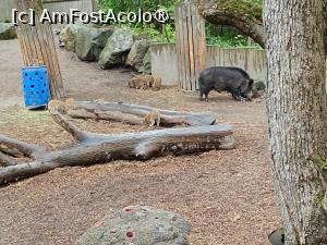 [P15] Stockholm, Skansen, Zona animalelor nordice – pădurea sălbatică » foto by mprofeanu
 - 
<span class="allrVoted glyphicon glyphicon-heart hidden" id="av1516488"></span>
<a class="m-l-10 hidden" id="sv1516488" onclick="voting_Foto_DelVot(,1516488,9962)" role="button">șterge vot <span class="glyphicon glyphicon-remove"></span></a>
<a id="v91516488" class=" c-red"  onclick="voting_Foto_SetVot(1516488)" role="button"><span class="glyphicon glyphicon-heart-empty"></span> <b>LIKE</b> = Votează poza</a> <img class="hidden"  id="f1516488W9" src="/imagini/loader.gif" border="0" /><span class="AjErrMes hidden" id="e1516488ErM"></span>