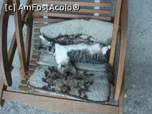 [P02] Micuta jucausa se relaxeaza.  » foto by landronache
 - 
<span class="allrVoted glyphicon glyphicon-heart hidden" id="av794345"></span>
<a class="m-l-10 hidden" id="sv794345" onclick="voting_Foto_DelVot(,794345,9964)" role="button">șterge vot <span class="glyphicon glyphicon-remove"></span></a>
<a id="v9794345" class=" c-red"  onclick="voting_Foto_SetVot(794345)" role="button"><span class="glyphicon glyphicon-heart-empty"></span> <b>LIKE</b> = Votează poza</a> <img class="hidden"  id="f794345W9" src="/imagini/loader.gif" border="0" /><span class="AjErrMes hidden" id="e794345ErM"></span>