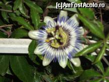 [P19]  -- <small>// FĂRĂ DESCRIERE</small> » foto by kalamy*
 - 
<span class="allrVoted glyphicon glyphicon-heart hidden" id="av246919"></span>
<a class="m-l-10 hidden" id="sv246919" onclick="voting_Foto_DelVot(,246919,9972)" role="button">șterge vot <span class="glyphicon glyphicon-remove"></span></a>
<a id="v9246919" class=" c-red"  onclick="voting_Foto_SetVot(246919)" role="button"><span class="glyphicon glyphicon-heart-empty"></span> <b>LIKE</b> = Votează poza</a> <img class="hidden"  id="f246919W9" src="/imagini/loader.gif" border="0" /><span class="AjErrMes hidden" id="e246919ErM"></span>