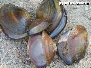 [P03] scoici mari 'pescuite' din lac » foto by bianca17
 - 
<span class="allrVoted glyphicon glyphicon-heart hidden" id="av545213"></span>
<a class="m-l-10 hidden" id="sv545213" onclick="voting_Foto_DelVot(,545213,10218)" role="button">șterge vot <span class="glyphicon glyphicon-remove"></span></a>
<a id="v9545213" class=" c-red"  onclick="voting_Foto_SetVot(545213)" role="button"><span class="glyphicon glyphicon-heart-empty"></span> <b>LIKE</b> = Votează poza</a> <img class="hidden"  id="f545213W9" src="/imagini/loader.gif" border="0" /><span class="AjErrMes hidden" id="e545213ErM"></span>
