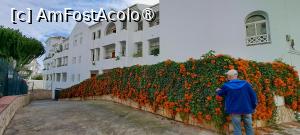 [P49] Nerja,flori de ianuarie » foto by irinad
 - 
<span class="allrVoted glyphicon glyphicon-heart hidden" id="av1516174"></span>
<a class="m-l-10 hidden" id="sv1516174" onclick="voting_Foto_DelVot(,1516174,10280)" role="button">șterge vot <span class="glyphicon glyphicon-remove"></span></a>
<a id="v91516174" class=" c-red"  onclick="voting_Foto_SetVot(1516174)" role="button"><span class="glyphicon glyphicon-heart-empty"></span> <b>LIKE</b> = Votează poza</a> <img class="hidden"  id="f1516174W9" src="/imagini/loader.gif" border="0" /><span class="AjErrMes hidden" id="e1516174ErM"></span>