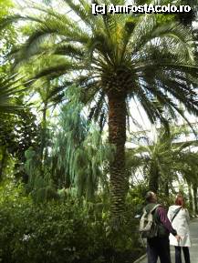 [P31] Un palmier (sau curmal, cine stie?) din The Temperate House. » foto by TraianS
 - 
<span class="allrVoted glyphicon glyphicon-heart hidden" id="av222877"></span>
<a class="m-l-10 hidden" id="sv222877" onclick="voting_Foto_DelVot(,222877,10282)" role="button">șterge vot <span class="glyphicon glyphicon-remove"></span></a>
<a id="v9222877" class=" c-red"  onclick="voting_Foto_SetVot(222877)" role="button"><span class="glyphicon glyphicon-heart-empty"></span> <b>LIKE</b> = Votează poza</a> <img class="hidden"  id="f222877W9" src="/imagini/loader.gif" border="0" /><span class="AjErrMes hidden" id="e222877ErM"></span>