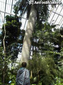 [P32] Asta cred ca era Palmierul de vin Chilian (Jubaea chilensis). Cea mai inalta planta de sera din lume. Peste 17m. Acesti palmieri au fost mutati aici din The Palm House, deoarece acolo nu mai incapeau. » foto by TraianS
 - 
<span class="allrVoted glyphicon glyphicon-heart hidden" id="av222878"></span>
<a class="m-l-10 hidden" id="sv222878" onclick="voting_Foto_DelVot(,222878,10282)" role="button">șterge vot <span class="glyphicon glyphicon-remove"></span></a>
<a id="v9222878" class=" c-red"  onclick="voting_Foto_SetVot(222878)" role="button"><span class="glyphicon glyphicon-heart-empty"></span> <b>LIKE</b> = Votează poza</a> <img class="hidden"  id="f222878W9" src="/imagini/loader.gif" border="0" /><span class="AjErrMes hidden" id="e222878ErM"></span>