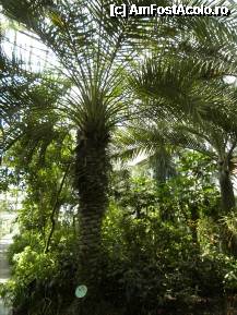 [P34] Unul mai mic. The Temperate House. » foto by TraianS
 - 
<span class="allrVoted glyphicon glyphicon-heart hidden" id="av222880"></span>
<a class="m-l-10 hidden" id="sv222880" onclick="voting_Foto_DelVot(,222880,10282)" role="button">șterge vot <span class="glyphicon glyphicon-remove"></span></a>
<a id="v9222880" class=" c-red"  onclick="voting_Foto_SetVot(222880)" role="button"><span class="glyphicon glyphicon-heart-empty"></span> <b>LIKE</b> = Votează poza</a> <img class="hidden"  id="f222880W9" src="/imagini/loader.gif" border="0" /><span class="AjErrMes hidden" id="e222880ErM"></span>