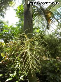 [P35] The Temperate House. » foto by TraianS
 - 
<span class="allrVoted glyphicon glyphicon-heart hidden" id="av222881"></span>
<a class="m-l-10 hidden" id="sv222881" onclick="voting_Foto_DelVot(,222881,10282)" role="button">șterge vot <span class="glyphicon glyphicon-remove"></span></a>
<a id="v9222881" class=" c-red"  onclick="voting_Foto_SetVot(222881)" role="button"><span class="glyphicon glyphicon-heart-empty"></span> <b>LIKE</b> = Votează poza</a> <img class="hidden"  id="f222881W9" src="/imagini/loader.gif" border="0" /><span class="AjErrMes hidden" id="e222881ErM"></span>