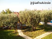 [P01] vedere de la balconul nostru asupra livezii de maslini din curte » foto by pepegonzo
 - 
<span class="allrVoted glyphicon glyphicon-heart hidden" id="av261420"></span>
<a class="m-l-10 hidden" id="sv261420" onclick="voting_Foto_DelVot(,261420,10322)" role="button">șterge vot <span class="glyphicon glyphicon-remove"></span></a>
<a id="v9261420" class=" c-red"  onclick="voting_Foto_SetVot(261420)" role="button"><span class="glyphicon glyphicon-heart-empty"></span> <b>LIKE</b> = Votează poza</a> <img class="hidden"  id="f261420W9" src="/imagini/loader.gif" border="0" /><span class="AjErrMes hidden" id="e261420ErM"></span>