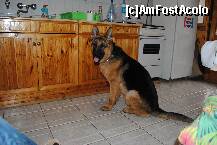 [P07] In bucatarie ,asteptand sa vina papica! » foto by mihailescu
 - 
<span class="allrVoted glyphicon glyphicon-heart hidden" id="av276723"></span>
<a class="m-l-10 hidden" id="sv276723" onclick="voting_Foto_DelVot(,276723,10618)" role="button">șterge vot <span class="glyphicon glyphicon-remove"></span></a>
<a id="v9276723" class=" c-red"  onclick="voting_Foto_SetVot(276723)" role="button"><span class="glyphicon glyphicon-heart-empty"></span> <b>LIKE</b> = Votează poza</a> <img class="hidden"  id="f276723W9" src="/imagini/loader.gif" border="0" /><span class="AjErrMes hidden" id="e276723ErM"></span>