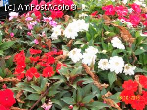 [P52] Flori din Bergamo...  » foto by cristina47*
 - 
<span class="allrVoted glyphicon glyphicon-heart hidden" id="av803333"></span>
<a class="m-l-10 hidden" id="sv803333" onclick="voting_Foto_DelVot(,803333,10639)" role="button">șterge vot <span class="glyphicon glyphicon-remove"></span></a>
<a id="v9803333" class=" c-red"  onclick="voting_Foto_SetVot(803333)" role="button"><span class="glyphicon glyphicon-heart-empty"></span> <b>LIKE</b> = Votează poza</a> <img class="hidden"  id="f803333W9" src="/imagini/loader.gif" border="0" /><span class="AjErrMes hidden" id="e803333ErM"></span>