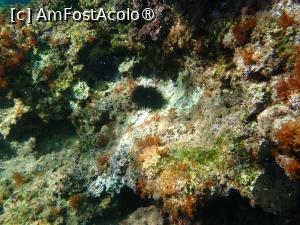 [P27] Paralia Nissaki - peisaje submarine » foto by Dragoș_MD
 - 
<span class="allrVoted glyphicon glyphicon-heart hidden" id="av1502384"></span>
<a class="m-l-10 hidden" id="sv1502384" onclick="voting_Foto_DelVot(,1502384,10695)" role="button">șterge vot <span class="glyphicon glyphicon-remove"></span></a>
<a id="v91502384" class=" c-red"  onclick="voting_Foto_SetVot(1502384)" role="button"><span class="glyphicon glyphicon-heart-empty"></span> <b>LIKE</b> = Votează poza</a> <img class="hidden"  id="f1502384W9" src="/imagini/loader.gif" border="0" /><span class="AjErrMes hidden" id="e1502384ErM"></span>