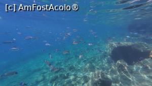 [P07] Nissaki beach - peisaje submarine » foto by Dragoș_MD
 - 
<span class="allrVoted glyphicon glyphicon-heart hidden" id="av1502364"></span>
<a class="m-l-10 hidden" id="sv1502364" onclick="voting_Foto_DelVot(,1502364,10695)" role="button">șterge vot <span class="glyphicon glyphicon-remove"></span></a>
<a id="v91502364" class=" c-red"  onclick="voting_Foto_SetVot(1502364)" role="button"><span class="glyphicon glyphicon-heart-empty"></span> <b>LIKE</b> = Votează poza</a> <img class="hidden"  id="f1502364W9" src="/imagini/loader.gif" border="0" /><span class="AjErrMes hidden" id="e1502364ErM"></span>