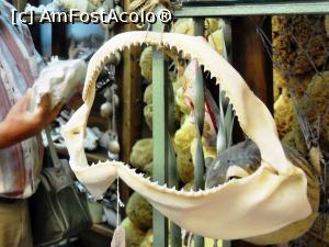 [P11] În gura lupului... mărilor (adică a rechinului)  » foto by Lucien
 - 
<span class="allrVoted glyphicon glyphicon-heart hidden" id="av786965"></span>
<a class="m-l-10 hidden" id="sv786965" onclick="voting_Foto_DelVot(,786965,10697)" role="button">șterge vot <span class="glyphicon glyphicon-remove"></span></a>
<a id="v9786965" class=" c-red"  onclick="voting_Foto_SetVot(786965)" role="button"><span class="glyphicon glyphicon-heart-empty"></span> <b>LIKE</b> = Votează poza</a> <img class="hidden"  id="f786965W9" src="/imagini/loader.gif" border="0" /><span class="AjErrMes hidden" id="e786965ErM"></span>