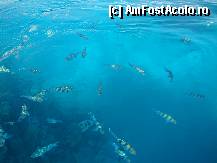 [P10] Le placea mult painea prajita arsa. » foto by Muffin2009*
 - 
<span class="allrVoted glyphicon glyphicon-heart hidden" id="av281069"></span>
<a class="m-l-10 hidden" id="sv281069" onclick="voting_Foto_DelVot(,281069,10703)" role="button">șterge vot <span class="glyphicon glyphicon-remove"></span></a>
<a id="v9281069" class=" c-red"  onclick="voting_Foto_SetVot(281069)" role="button"><span class="glyphicon glyphicon-heart-empty"></span> <b>LIKE</b> = Votează poza</a> <img class="hidden"  id="f281069W9" src="/imagini/loader.gif" border="0" /><span class="AjErrMes hidden" id="e281069ErM"></span>