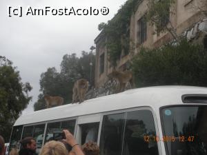 [P07] 'Alti turisti... ' » foto by artemisa24
 - 
<span class="allrVoted glyphicon glyphicon-heart hidden" id="av711862"></span>
<a class="m-l-10 hidden" id="sv711862" onclick="voting_Foto_DelVot(,711862,10713)" role="button">șterge vot <span class="glyphicon glyphicon-remove"></span></a>
<a id="v9711862" class=" c-red"  onclick="voting_Foto_SetVot(711862)" role="button"><span class="glyphicon glyphicon-heart-empty"></span> <b>LIKE</b> = Votează poza</a> <img class="hidden"  id="f711862W9" src="/imagini/loader.gif" border="0" /><span class="AjErrMes hidden" id="e711862ErM"></span>