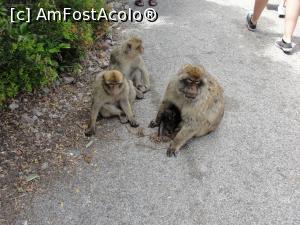 [P12] Macacii, unul are și puiuț » foto by RoxanaGRS
 - 
<span class="allrVoted glyphicon glyphicon-heart hidden" id="av946721"></span>
<a class="m-l-10 hidden" id="sv946721" onclick="voting_Foto_DelVot(,946721,10713)" role="button">șterge vot <span class="glyphicon glyphicon-remove"></span></a>
<a id="v9946721" class=" c-red"  onclick="voting_Foto_SetVot(946721)" role="button"><span class="glyphicon glyphicon-heart-empty"></span> <b>LIKE</b> = Votează poza</a> <img class="hidden"  id="f946721W9" src="/imagini/loader.gif" border="0" /><span class="AjErrMes hidden" id="e946721ErM"></span>