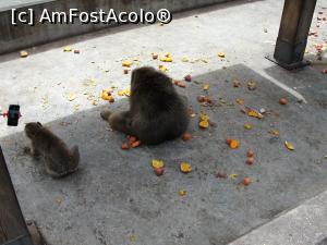 [P14] În vizită la bârlogul maimuțelor; aveau fructe și morcovi, gata tăiate să nu se obosească prea mult » foto by RoxanaGRS
 - 
<span class="allrVoted glyphicon glyphicon-heart hidden" id="av946725"></span>
<a class="m-l-10 hidden" id="sv946725" onclick="voting_Foto_DelVot(,946725,10713)" role="button">șterge vot <span class="glyphicon glyphicon-remove"></span></a>
<a id="v9946725" class=" c-red"  onclick="voting_Foto_SetVot(946725)" role="button"><span class="glyphicon glyphicon-heart-empty"></span> <b>LIKE</b> = Votează poza</a> <img class="hidden"  id="f946725W9" src="/imagini/loader.gif" border="0" /><span class="AjErrMes hidden" id="e946725ErM"></span>