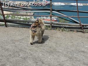 [P16] Cu puiuțul în spinare » foto by RoxanaGRS
 - 
<span class="allrVoted glyphicon glyphicon-heart hidden" id="av946730"></span>
<a class="m-l-10 hidden" id="sv946730" onclick="voting_Foto_DelVot(,946730,10713)" role="button">șterge vot <span class="glyphicon glyphicon-remove"></span></a>
<a id="v9946730" class=" c-red"  onclick="voting_Foto_SetVot(946730)" role="button"><span class="glyphicon glyphicon-heart-empty"></span> <b>LIKE</b> = Votează poza</a> <img class="hidden"  id="f946730W9" src="/imagini/loader.gif" border="0" /><span class="AjErrMes hidden" id="e946730ErM"></span>