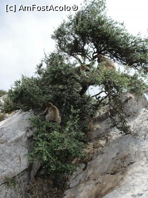 [P17] Macaci în copacii din zonă » foto by RoxanaGRS
 - 
<span class="allrVoted glyphicon glyphicon-heart hidden" id="av946732"></span>
<a class="m-l-10 hidden" id="sv946732" onclick="voting_Foto_DelVot(,946732,10713)" role="button">șterge vot <span class="glyphicon glyphicon-remove"></span></a>
<a id="v9946732" class=" c-red"  onclick="voting_Foto_SetVot(946732)" role="button"><span class="glyphicon glyphicon-heart-empty"></span> <b>LIKE</b> = Votează poza</a> <img class="hidden"  id="f946732W9" src="/imagini/loader.gif" border="0" /><span class="AjErrMes hidden" id="e946732ErM"></span>
