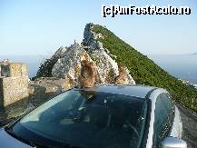 [P12] Maimuțe pe mașină » foto by ramo_info
 - 
<span class="allrVoted glyphicon glyphicon-heart hidden" id="av224018"></span>
<a class="m-l-10 hidden" id="sv224018" onclick="voting_Foto_DelVot(,224018,10713)" role="button">șterge vot <span class="glyphicon glyphicon-remove"></span></a>
<a id="v9224018" class=" c-red"  onclick="voting_Foto_SetVot(224018)" role="button"><span class="glyphicon glyphicon-heart-empty"></span> <b>LIKE</b> = Votează poza</a> <img class="hidden"  id="f224018W9" src="/imagini/loader.gif" border="0" /><span class="AjErrMes hidden" id="e224018ErM"></span>