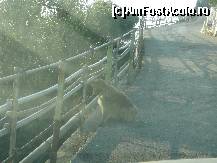 [P09] Drum îngust cu maimuța » foto by ramo_info
 - 
<span class="allrVoted glyphicon glyphicon-heart hidden" id="av224015"></span>
<a class="m-l-10 hidden" id="sv224015" onclick="voting_Foto_DelVot(,224015,10713)" role="button">șterge vot <span class="glyphicon glyphicon-remove"></span></a>
<a id="v9224015" class=" c-red"  onclick="voting_Foto_SetVot(224015)" role="button"><span class="glyphicon glyphicon-heart-empty"></span> <b>LIKE</b> = Votează poza</a> <img class="hidden"  id="f224015W9" src="/imagini/loader.gif" border="0" /><span class="AjErrMes hidden" id="e224015ErM"></span>