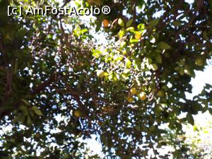 [P10] IN PLANTATIA DE CLEMENTINE » foto by costyy †
 - 
<span class="allrVoted glyphicon glyphicon-heart hidden" id="av1031659"></span>
<a class="m-l-10 hidden" id="sv1031659" onclick="voting_Foto_DelVot(,1031659,10714)" role="button">șterge vot <span class="glyphicon glyphicon-remove"></span></a>
<a id="v91031659" class=" c-red"  onclick="voting_Foto_SetVot(1031659)" role="button"><span class="glyphicon glyphicon-heart-empty"></span> <b>LIKE</b> = Votează poza</a> <img class="hidden"  id="f1031659W9" src="/imagini/loader.gif" border="0" /><span class="AjErrMes hidden" id="e1031659ErM"></span>